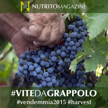 #ViteDaGrappolo